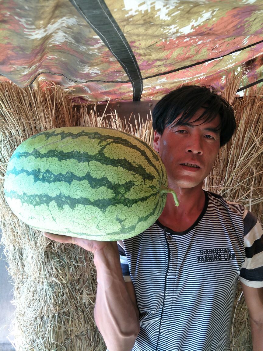 宁夏中卫市中宁县金城5号西瓜 8斤打底 8成熟 1茬批发_刘福军供应_一亩田农业网