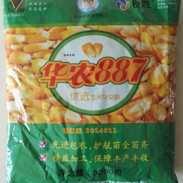 玉米种子