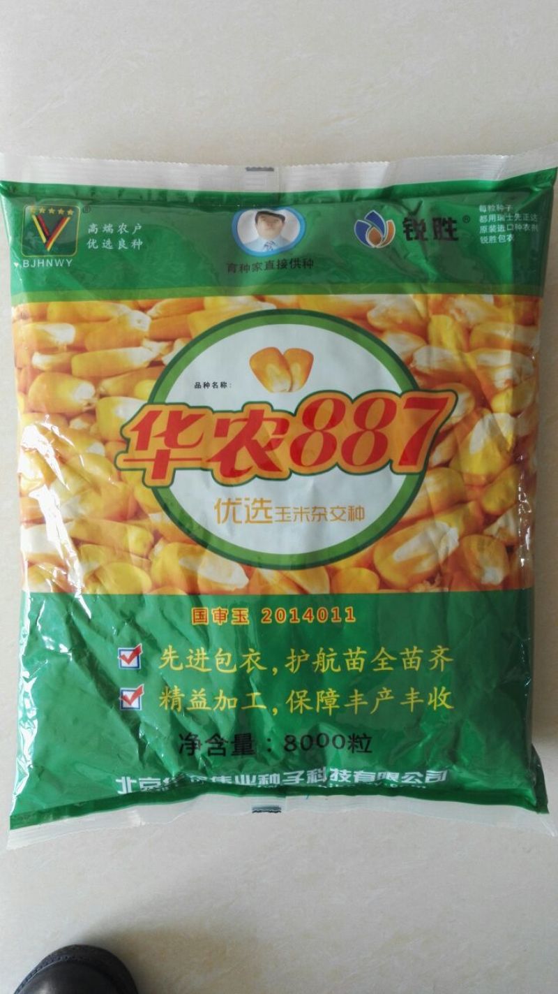 玉米种子