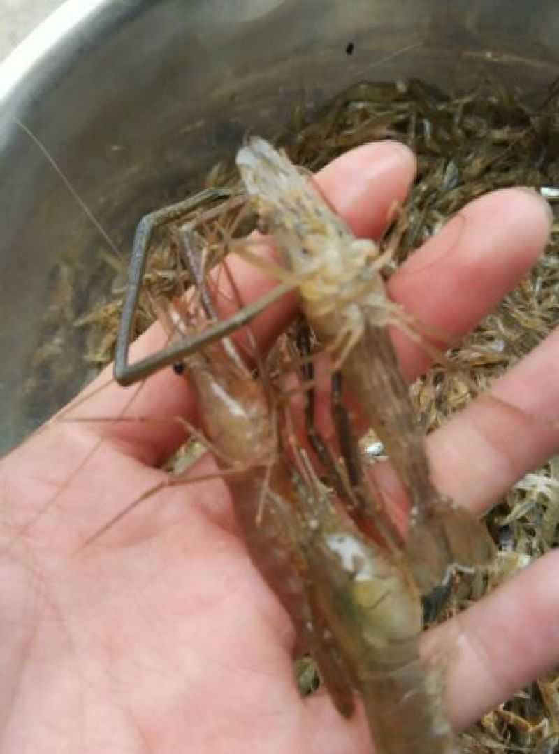 河虾活虾26~30只/kg