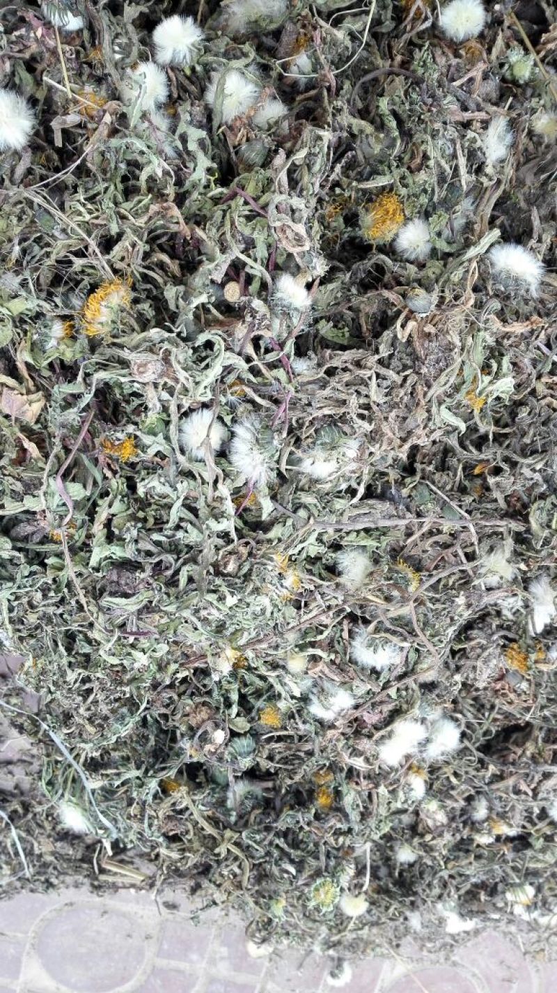 药用蒲公英