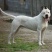 杜高犬公