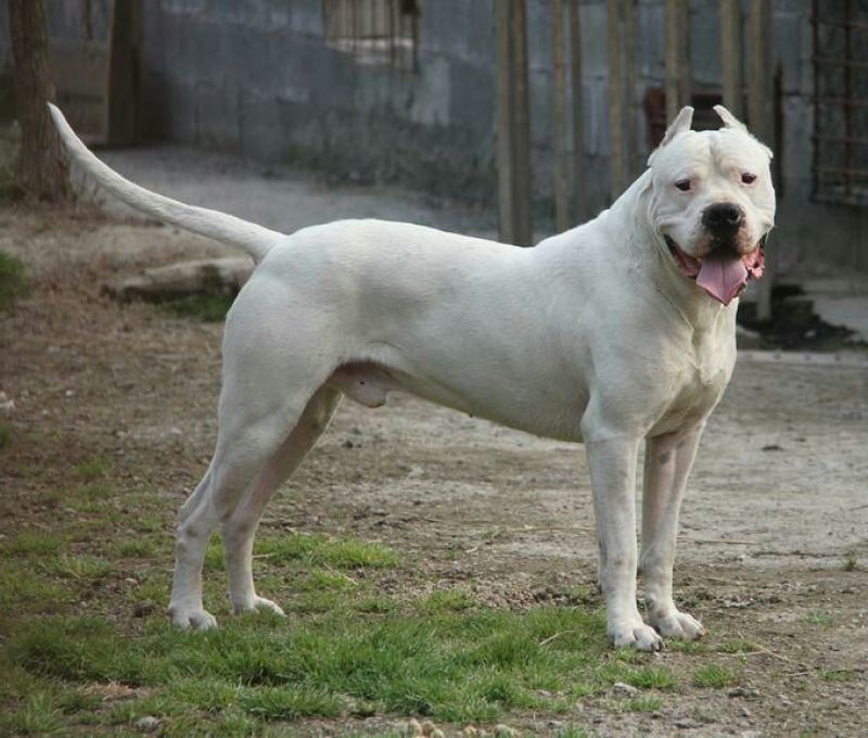杜高犬公