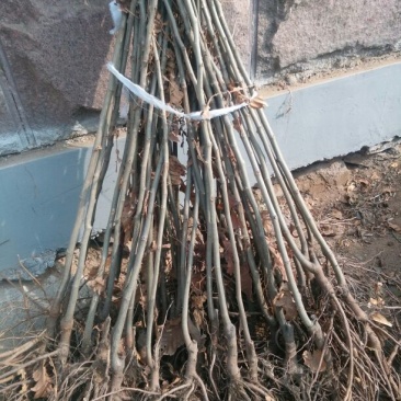 板栗苗50~80cm，低价出售板栗苗。量大需要的联系。