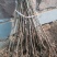 板栗苗50~80cm，低价出售板栗苗。量大需要的联系。
