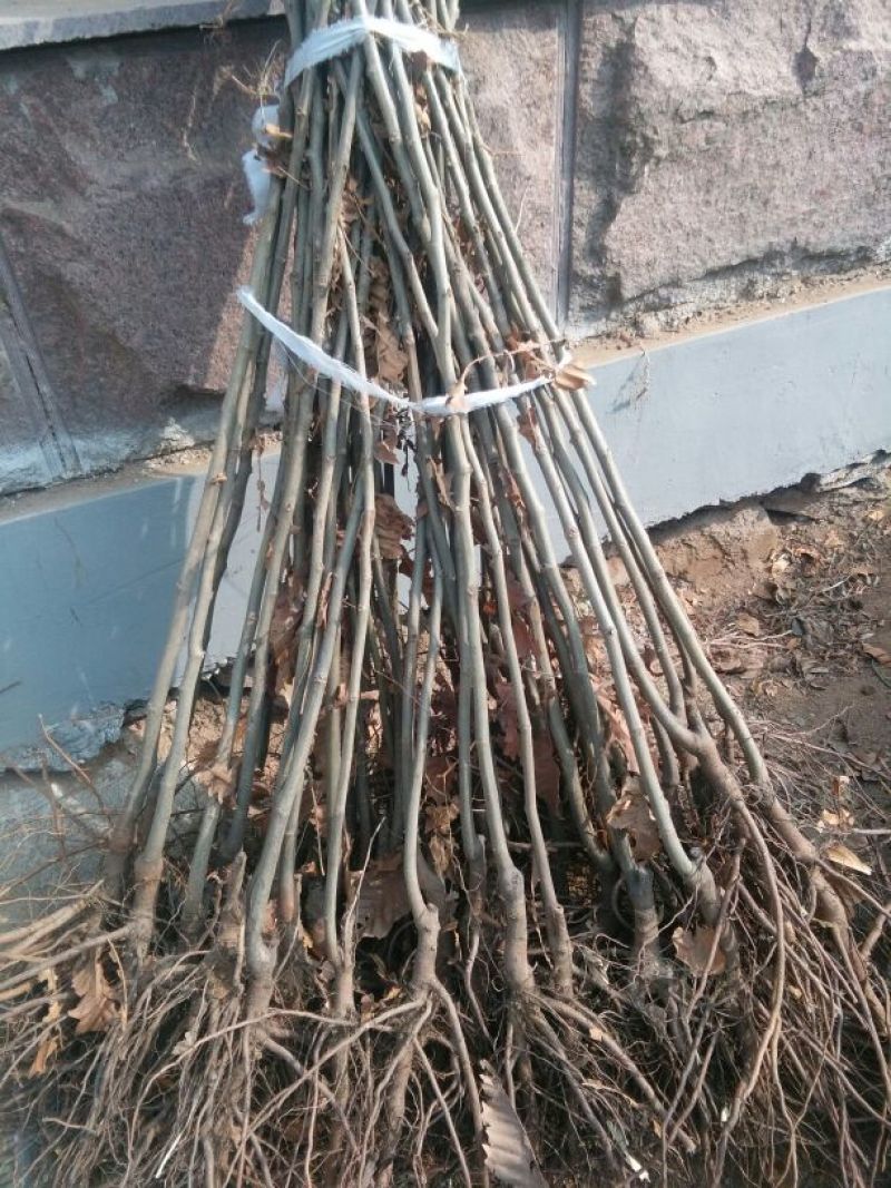板栗苗50~80cm，低价出售板栗苗。量大需要的联系。