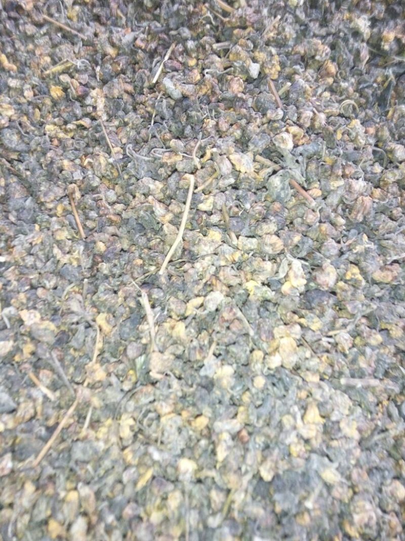 野菊花统货