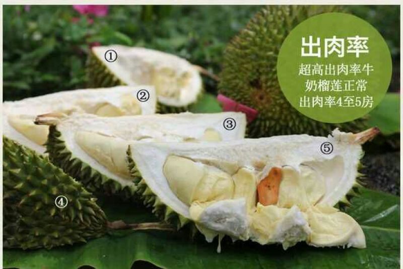 猫山王5~8斤