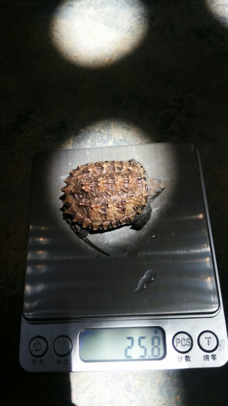 鳖