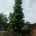 红豆杉苗20~30cm50~60cm70~80cm