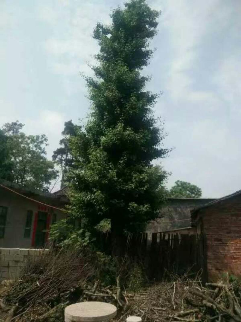 红豆杉苗20~30cm50~60cm70~80cm