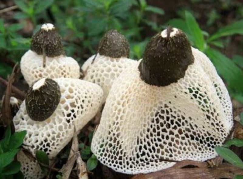 干竹荪