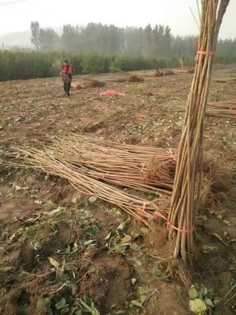 大樱桃树苗直径一公分以上，高一米以上。