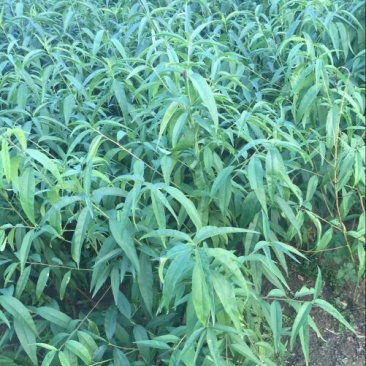 沂蒙霜红桃树苗80cm以上