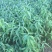 沂蒙霜红桃树苗80cm以上