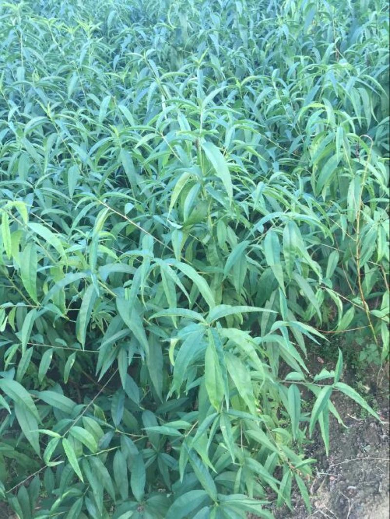 沂蒙霜红桃树苗80cm以上