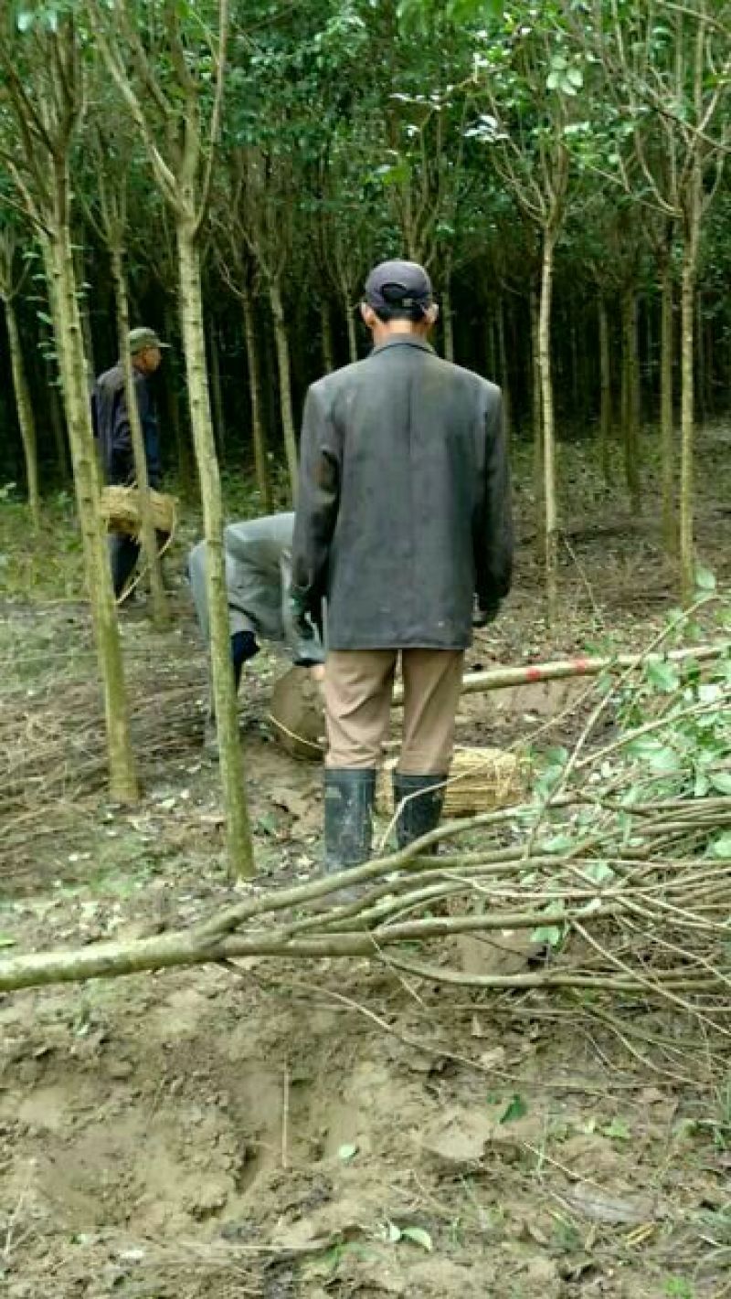 大叶女贞6~8cm