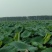 水果藕9~11厘米25~30厘米以上