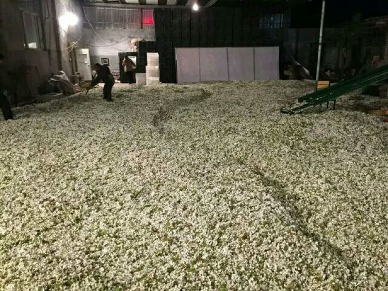 授粉专用花粉，活性花粉，山东老品牌