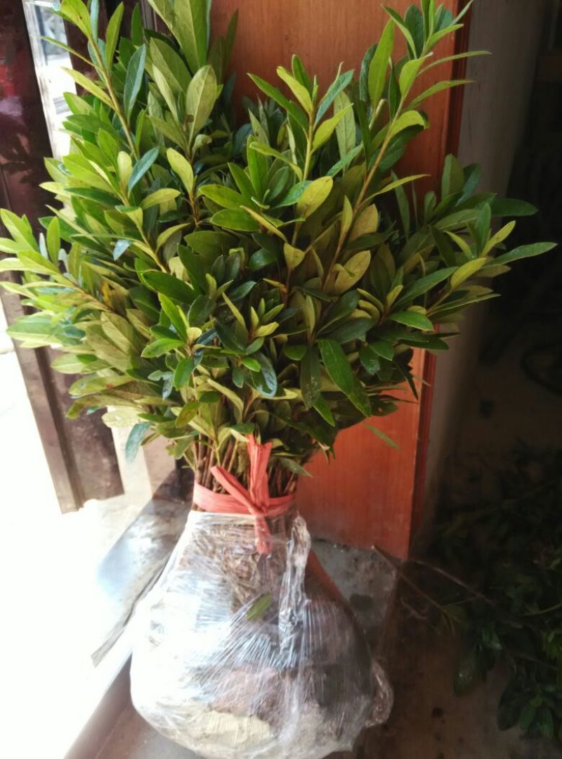 金桂苗地栽苗20~30cm