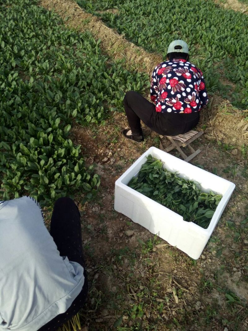 秋菠菜15~20厘米