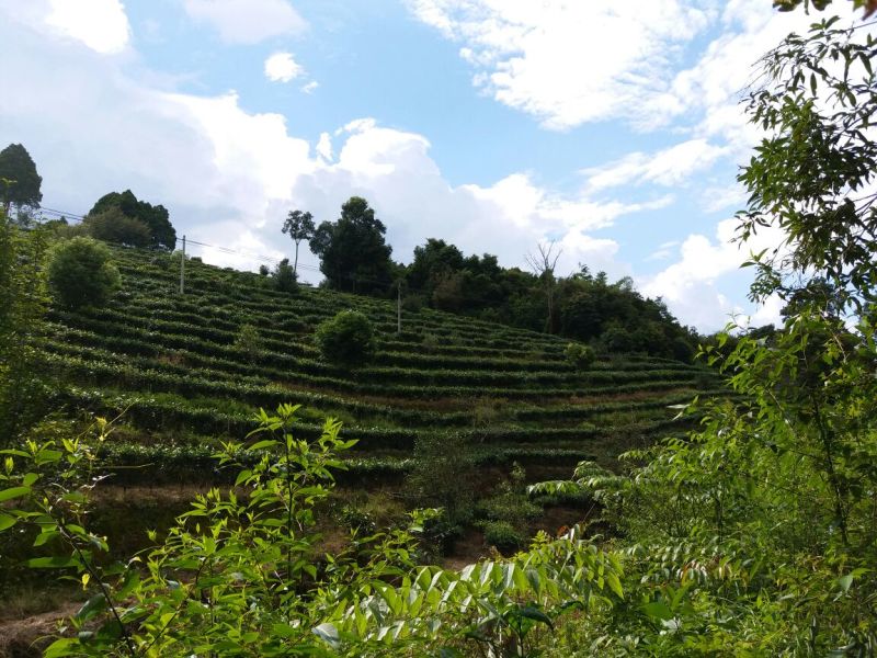 普洱茶散茶