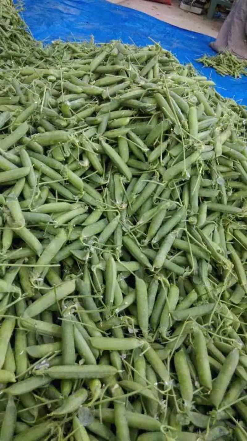 长寿仁甜脆豌豆云南丽江大青豌豆单花单荚