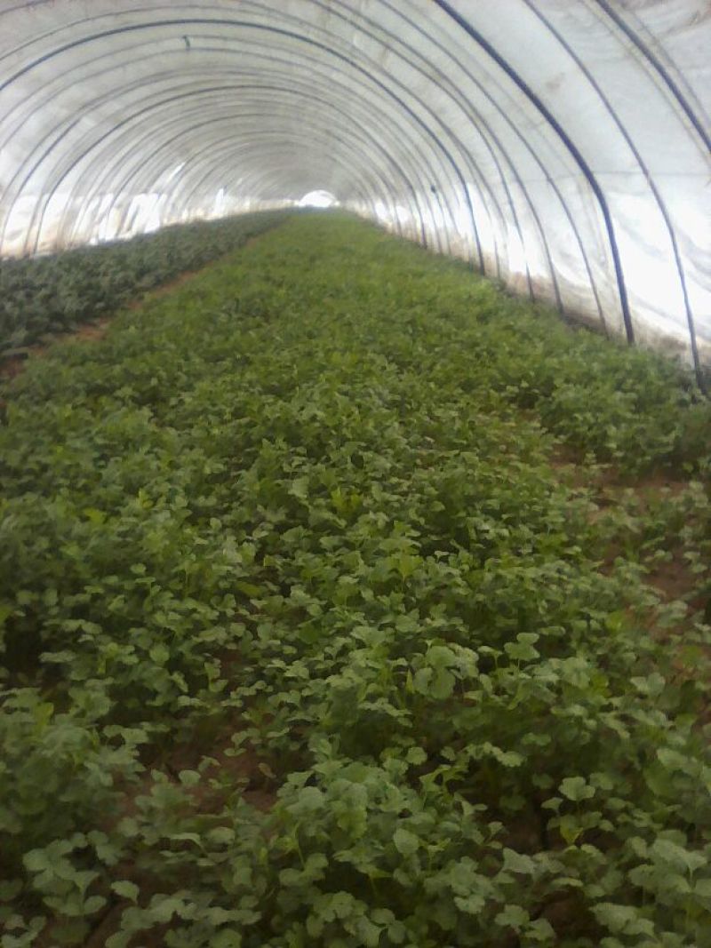 大叶菠菜15~20厘米