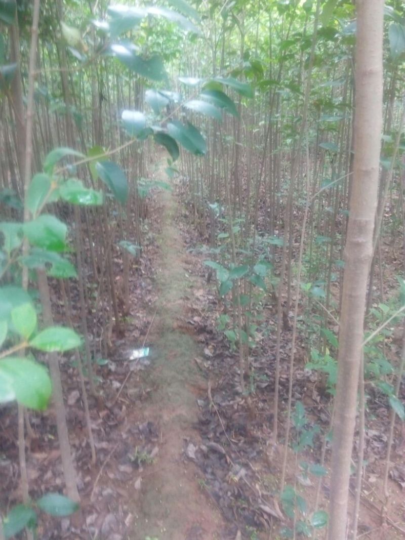 大叶女贞4cm以下