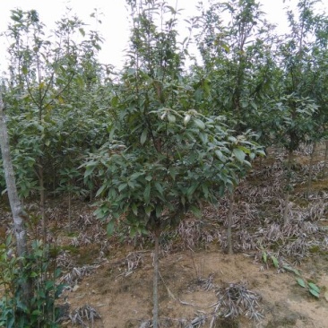 小叶桢楠1.5~2m