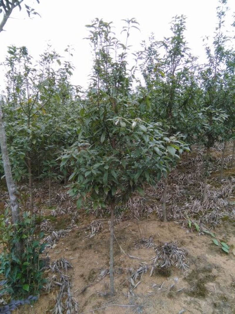 小叶桢楠1.5~2m
