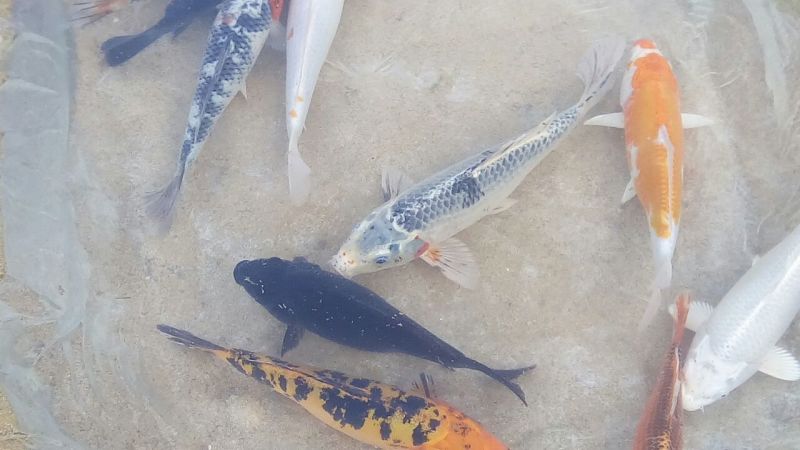 锦鲤鱼苗0.5~1公斤