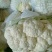 白花菜花1斤紧密乳白