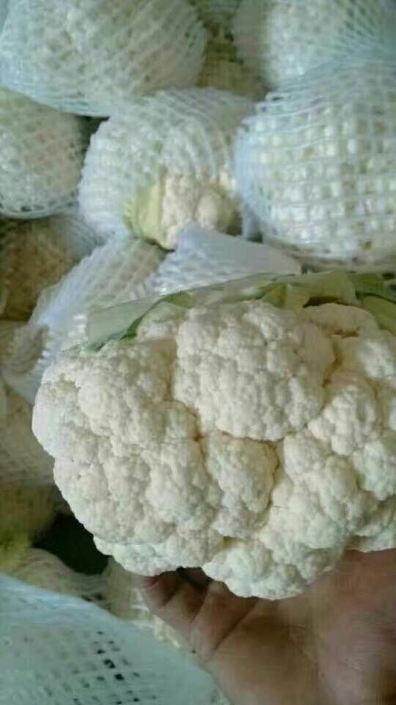 白花菜花1斤紧密乳白