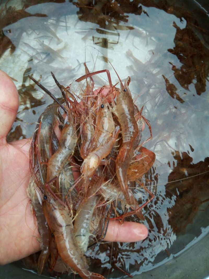 河虾活虾16~20只/kg