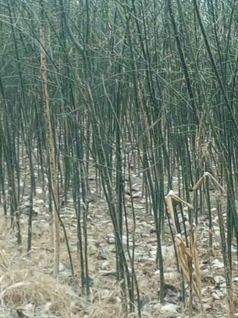 国槐2cm以下4~6cm1米以下