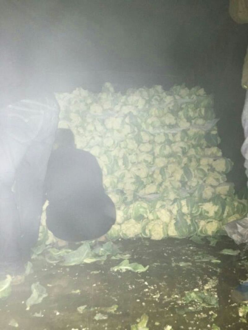 菜花2斤到3斤紧密乳白货源充足需要的联系