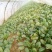 大叶菠菜15~20厘米