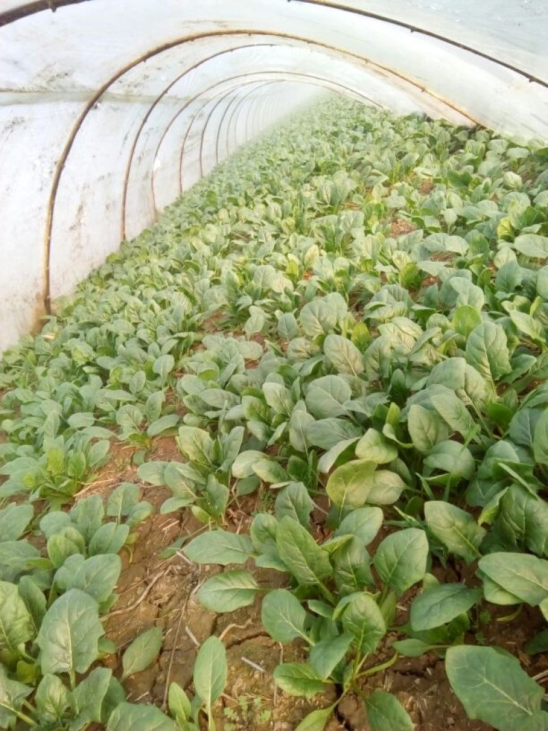 大叶菠菜15~20厘米