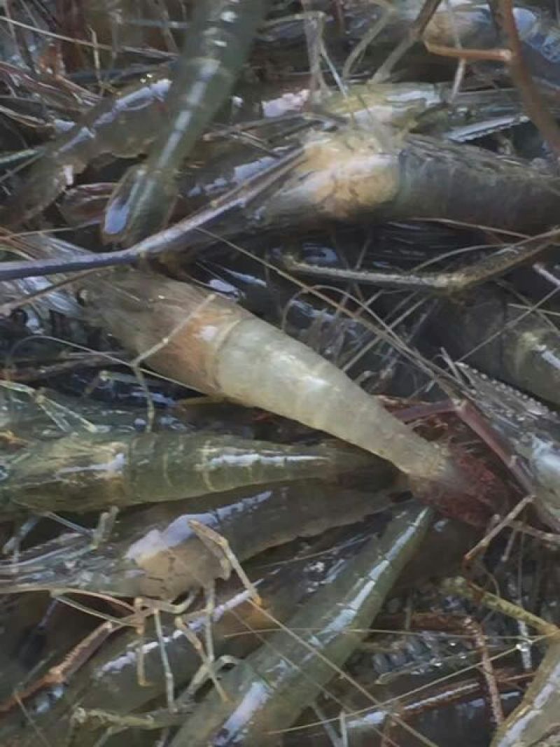 河虾活虾21~25只/kg