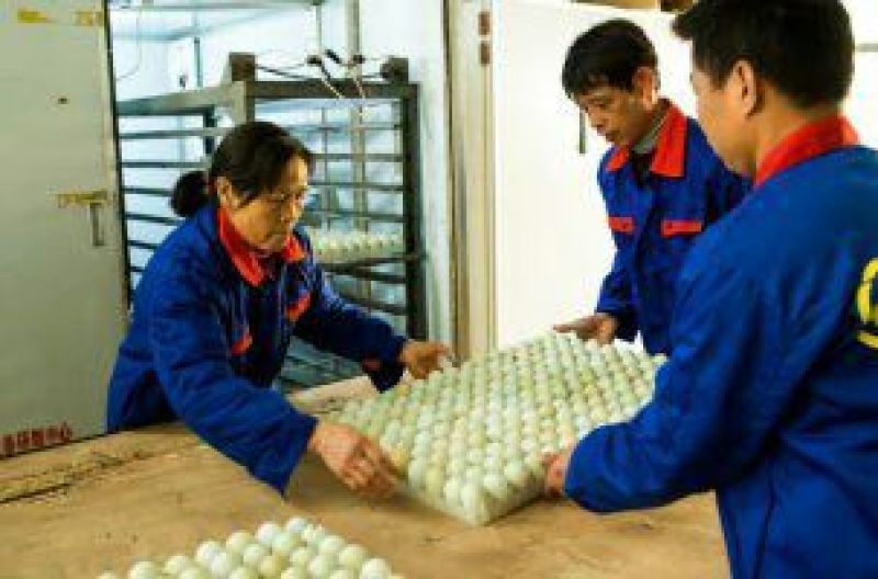 绿壳蛋鸡苗出壳苗35~45克雌
