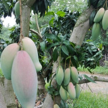 红象牙芒