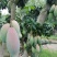 红象牙芒