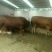 利木赞牛犊100~200kg