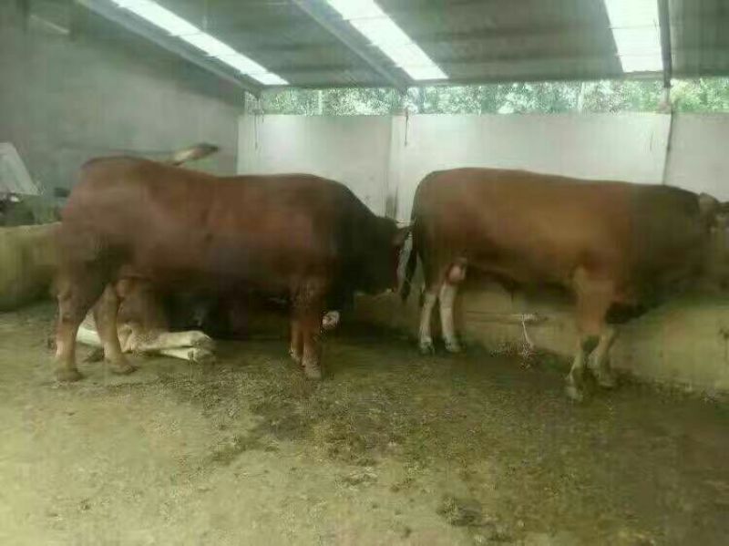 利木赞牛犊100~200kg