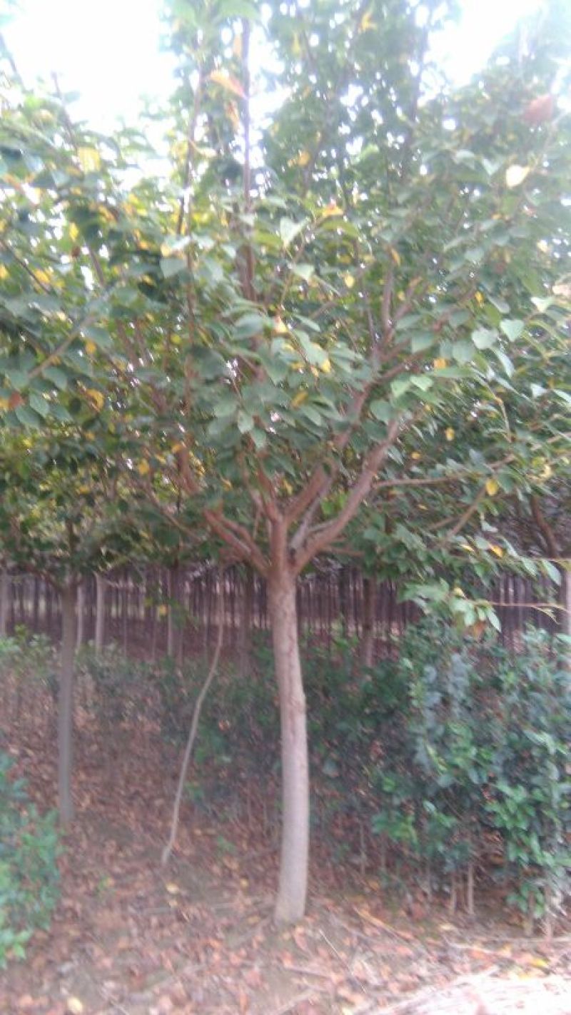 樱花树
