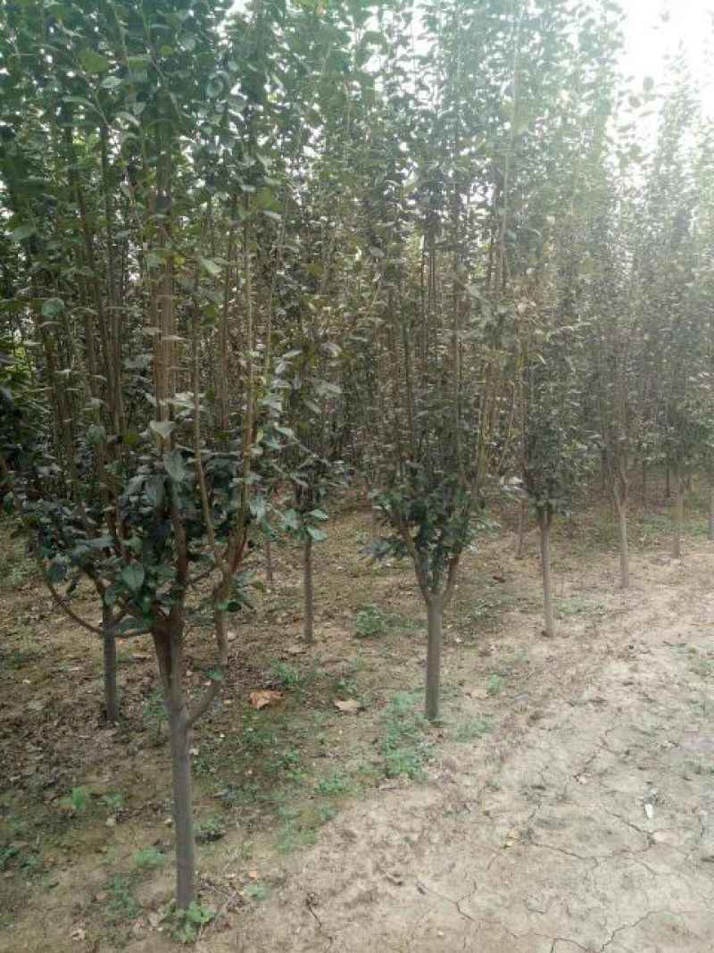 西府海棠6~8cm4~6cm4~6cm