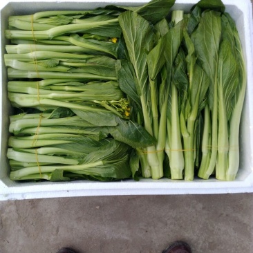 白菜苔30~40厘米