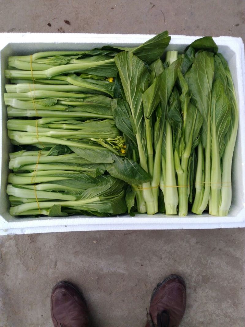 白菜苔30~40厘米