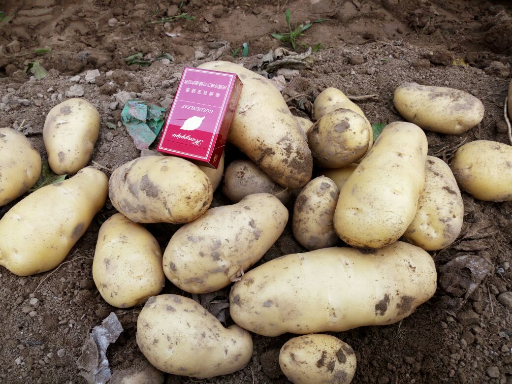 河南开封市通许县荷兰十五土豆 2两以上批发_